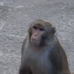 Un mono le roba el bolso a una chica