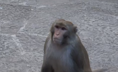 Un mono le roba el bolso a una chica