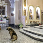 Tommy, el perro que iba todos los días a la iglesia a esperar a su difunta dueña, ha muerto