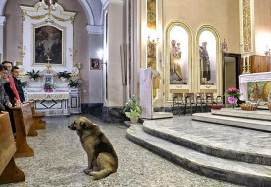 Tommy, el perro que iba todos los días a la iglesia a esperar a su difunta dueña, ha muerto