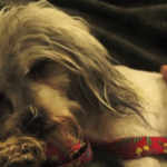 La impresionante rehabilitación de Tessa, una perra ciega que no podía caminar cuando fue rescatada