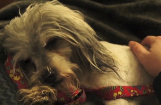 La impresionante rehabilitación de Tessa, una perra ciega que no podía caminar cuando fue rescatada