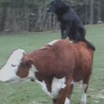 A este perro le encanta subirse encima de las vacas