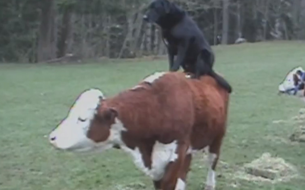 A este perro le encanta subirse encima de las vacas
