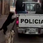Tres perros no quieren abandonar el cuerpo muerto de su familiar cuando lo llevaban al tanatorio