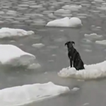 Un pescador ruso salva la vida de un perro que se quedó atrapado en el hielo