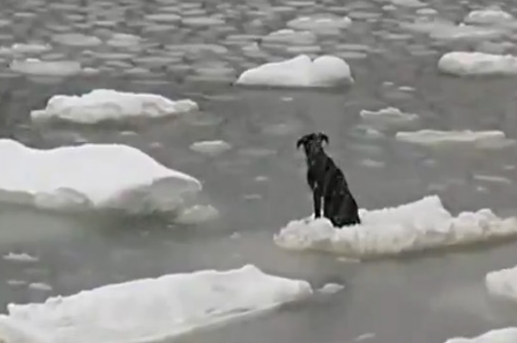 Un pescador ruso salva la vida de un perro que se quedó atrapado en el hielo