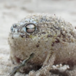 El extraño sonido de la rana de lluvia de Namaqua