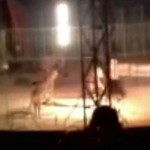 Un tigre de bengala mata a un domador en pleno espectáculo en México
