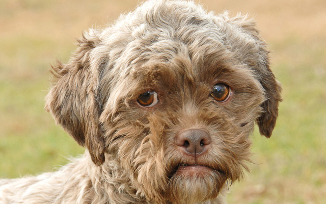 Tonik, el perro con rostro humano