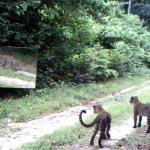 Reacción de dos leopardos al encontrarse con un espejo