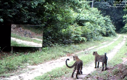 Reacción de dos leopardos al encontrarse con un espejo