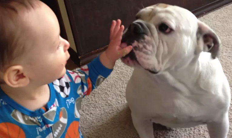 Un bulldog aprovecha las sobras lamiendo la cara del bebé