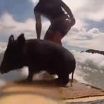 Un cerdo llamado “Zorro” surfea en las playas de Nueva Zelanda