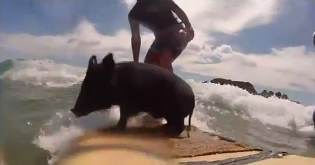 Un cerdo llamado “Zorro” surfea en las playas de Nueva Zelanda