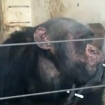 Un chimpancé fumando cigarrillos para matar el tiempo