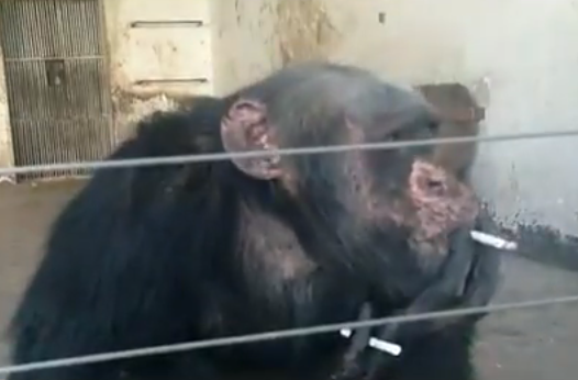 Un chimpancé fumando cigarrillos para matar el tiempo
