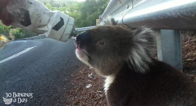 Un koala es ayudado por un ciclista