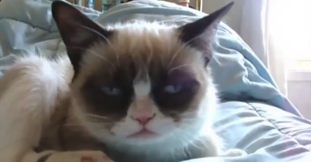 Tardar Sauce, el gato con cara triste recibe a sus fans