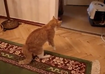 Un gato llora después de que su compañero le meta una bofetada