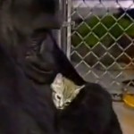 El gorila Koko rompe a llorar cuando se entera de la muerte de un cachorro de gato
