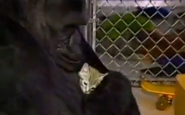 El gorila Koko rompe a llorar cuando se entera de la muerte de un cachorro de gato