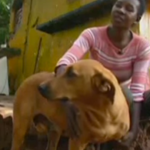 La historia de Lilica, la perra solidaria con otros animales en Brasil