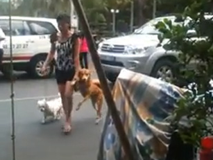 Un perro agarra la mano de su dueña antes de cruzar una calle