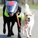 Un perro se convierte en el guía de su amigo labrador ciego