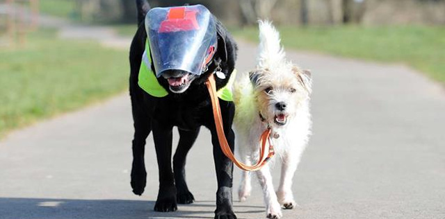 Un perro se convierte en el guía de su amigo labrador ciego