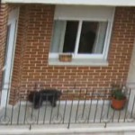 Algunos creen que las terrazas son meaderos para los perros