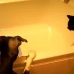 El perro que hace 'bullying' con un gato
