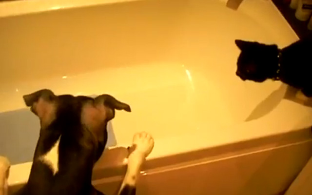 El perro que hace 'bullying' con un gato