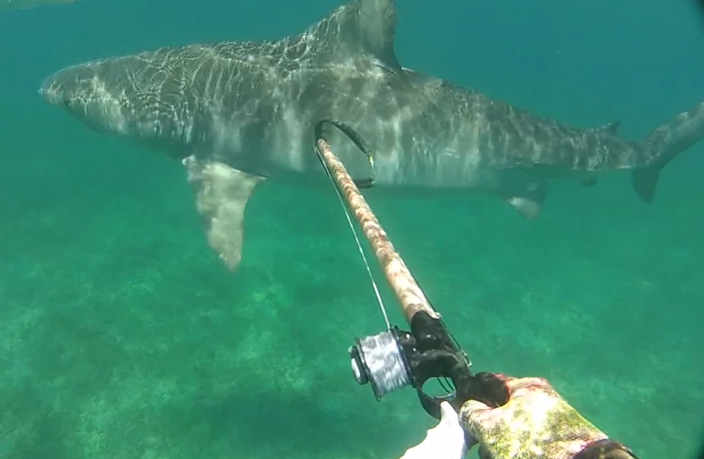 Estaba haciendo pesca submarina tranquilamente cuando un tiburón tigre apareció en escena