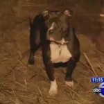 Un pit bull encuentra a una anciana enferma de Alzheimer y la salva de morir congelada