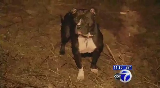 Un pit bull encuentra a una anciana enferma de Alzheimer y la salva de morir congelada