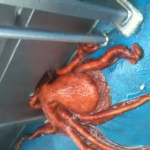 Un pulpo consigue escapar del barco por un agujero super pequeño