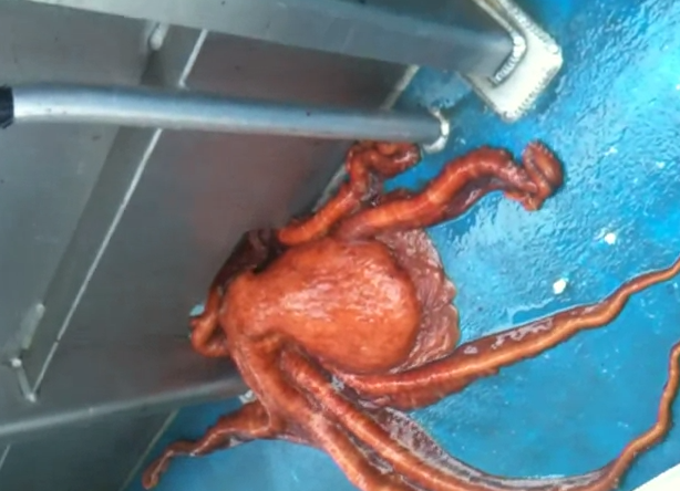 Un pulpo consigue escapar del barco por un agujero super pequeño