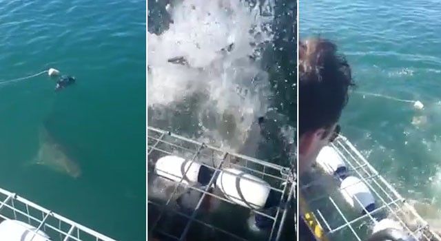 Un tiburón ataca una jaula en la que había unos turistas dentro contemplando a los escualos en su hábitat natural