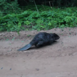 Atacado por un castor