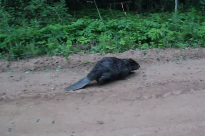 Atacado por un castor