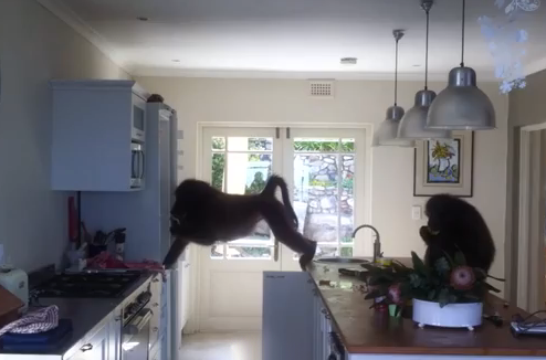 Unos babuinos se cuelan en una casa, la saquean y se cagan en todas partes