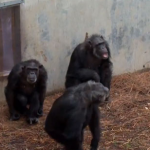 Un grupo de chimpancés liberados del laboratorio ve el cielo por primera vez en su vida