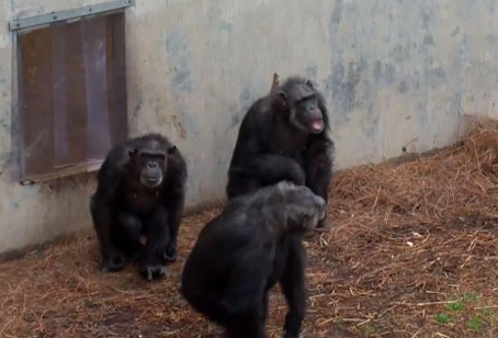 Un grupo de chimpancés liberados del laboratorio ve el cielo por primera vez en su vida