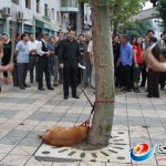 Dos “hombres” chinos apalean hasta la muerte a un perro atado a un árbol en plena calle