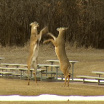 Graban a dos ciervos boxeando en un parque de Dakota del Sur