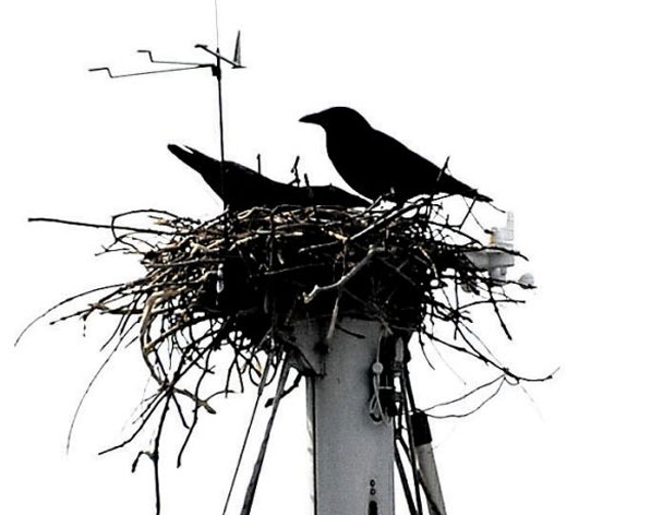 Unos cuervos construyen un nido en lo alto del mástil de un yate
