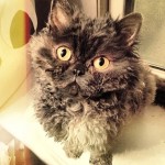 La gata Afrodita intenta convertirse en el mejor gato de Internet