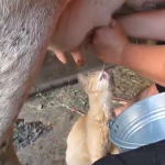 Gato tomando leche directamente de la vaca