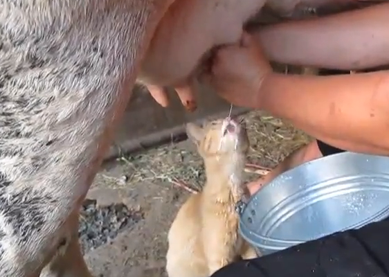 Gato tomando leche directamente de la vaca